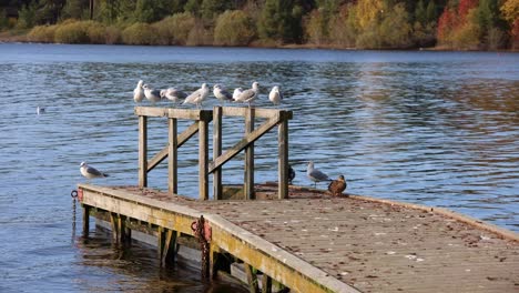 Patos-Y-Gaviotas-Descansando-En-Un-Muelle-Flotante-En-Un-Lago-De-Agua-Dulce-Durante-El-Otoño