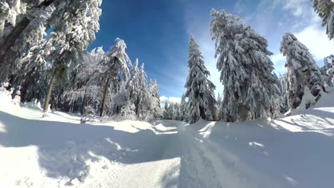 man walking through beautiful winter forest, vr360, 360vr, 360 video, 360 degree, vr, little planet effect