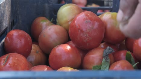 agriturista recogiendo tomates