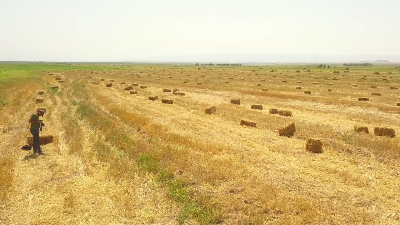 vuela sobre un fotógrafo con cámara y cosecha trigo dorado o campo de centeno con fardos de paja de heno