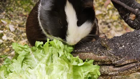 hermoso joven conejillo de indias moteado comiendo ensalada saludable en el bosque