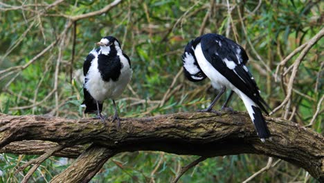 Dos-Alondras-Urraca-Posado-En-Una-Rama-Cerca-De-Un-Estanque-En-Australia