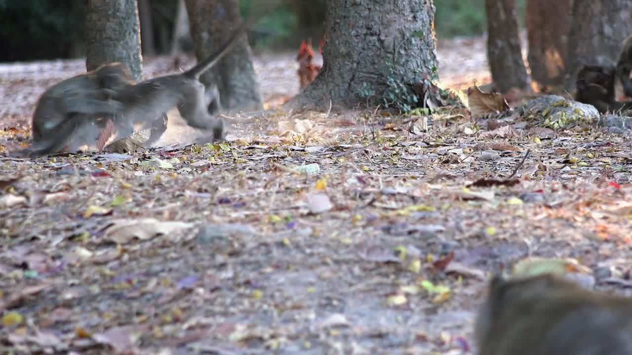 amplia toma externa de dos monos peleando y atrayendo a una multitud de otros monos que casi se involucran