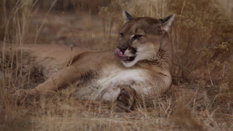 Mountain-lion-laying-down-relaxing-in-grass-on-hot-summer-day