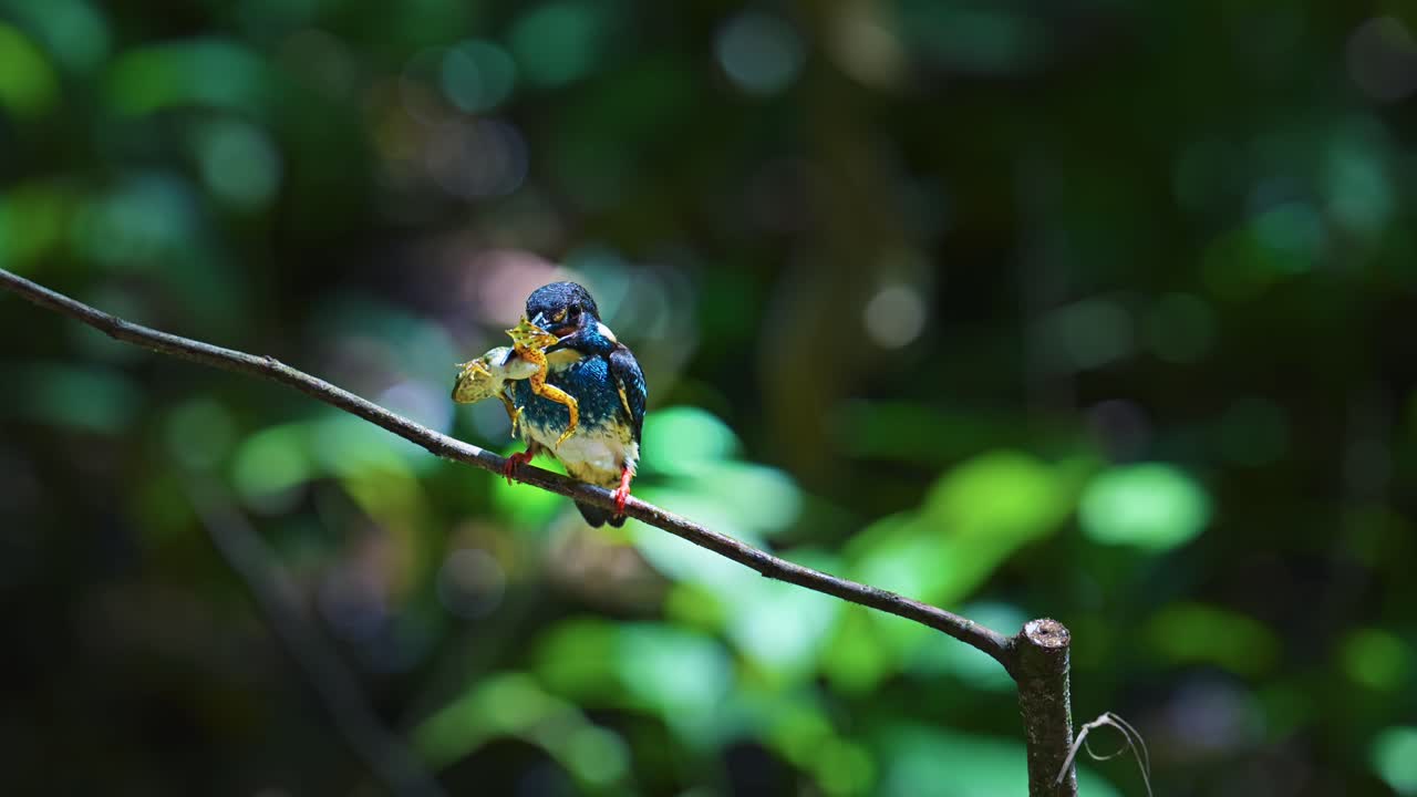 Javan Blue-banded Kingfisher Beats the Prey Against The Branch To Kill It. - closeup shot
