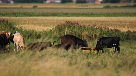 Cows-graze-on-the-green-meadow-in-rural-Denmark