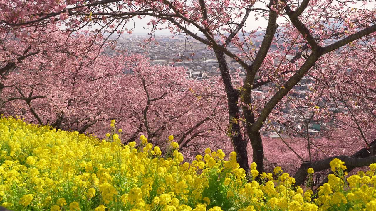 아름다운 화려한 분홍색 사쿠라와 노란색 라프 꽃이 일본 마을 배경에 있습니다.