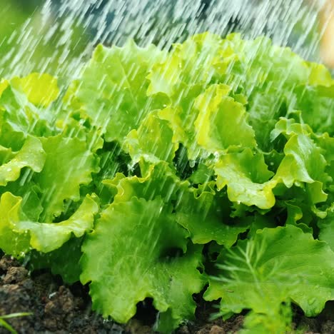 Wassertropfen-Fallen-Auf-Salatblätter-Im-Garten