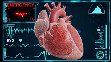 human heart anatomy with medical monitoring