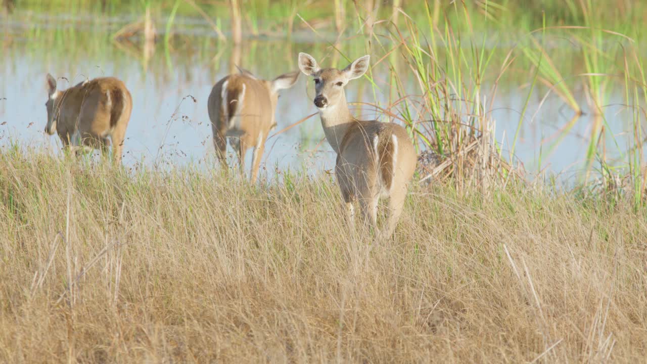 슬로우 모션으로 걸어가는 흰 꼬리 사슴 가족