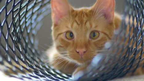 a sweet red-haired cat with big eyes is lying in a plastic mesh packaging