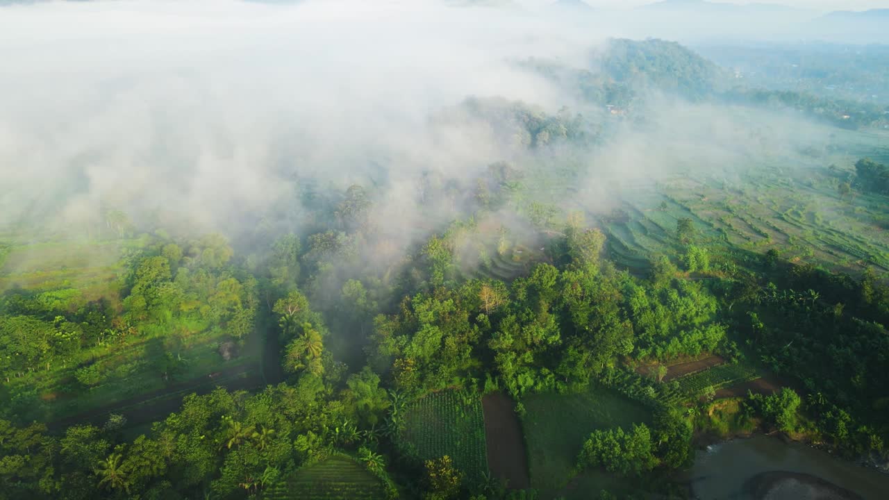 vista aérea. volando sobre el bosque cubierto de niebla al amanecer. dramático y hermoso