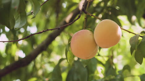 melocotones en un árbol meciéndose en el viento