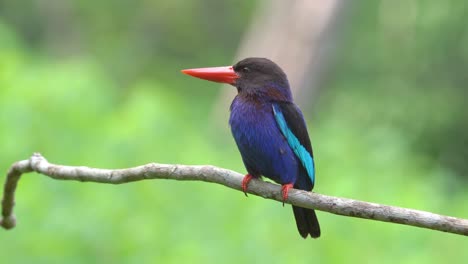 un hermoso martín pescador de java con ojos agudos que monitorean la atmósfera circundante