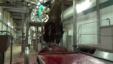 Meat-industry-process-of-cutting-horses-in-long-row-slaughterhouse