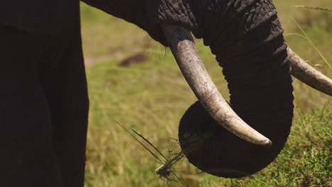 slow motion shot of close up detail of elephant trunk and ivory tusks grazing in tall grass, african wildlife in maasai mara national reserve, kenya, africa safari animals in masai mara