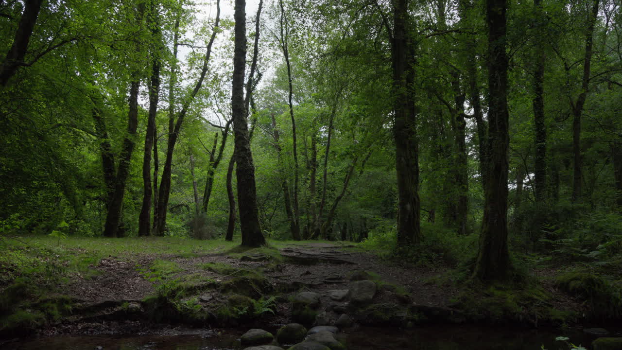 Fiumicello che scorre tra gli alberi nel Parco Nazionale di Dartmoor