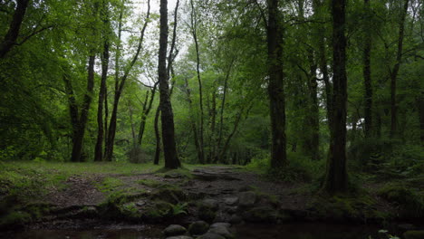 small river flowing through trees in dartmoor national park