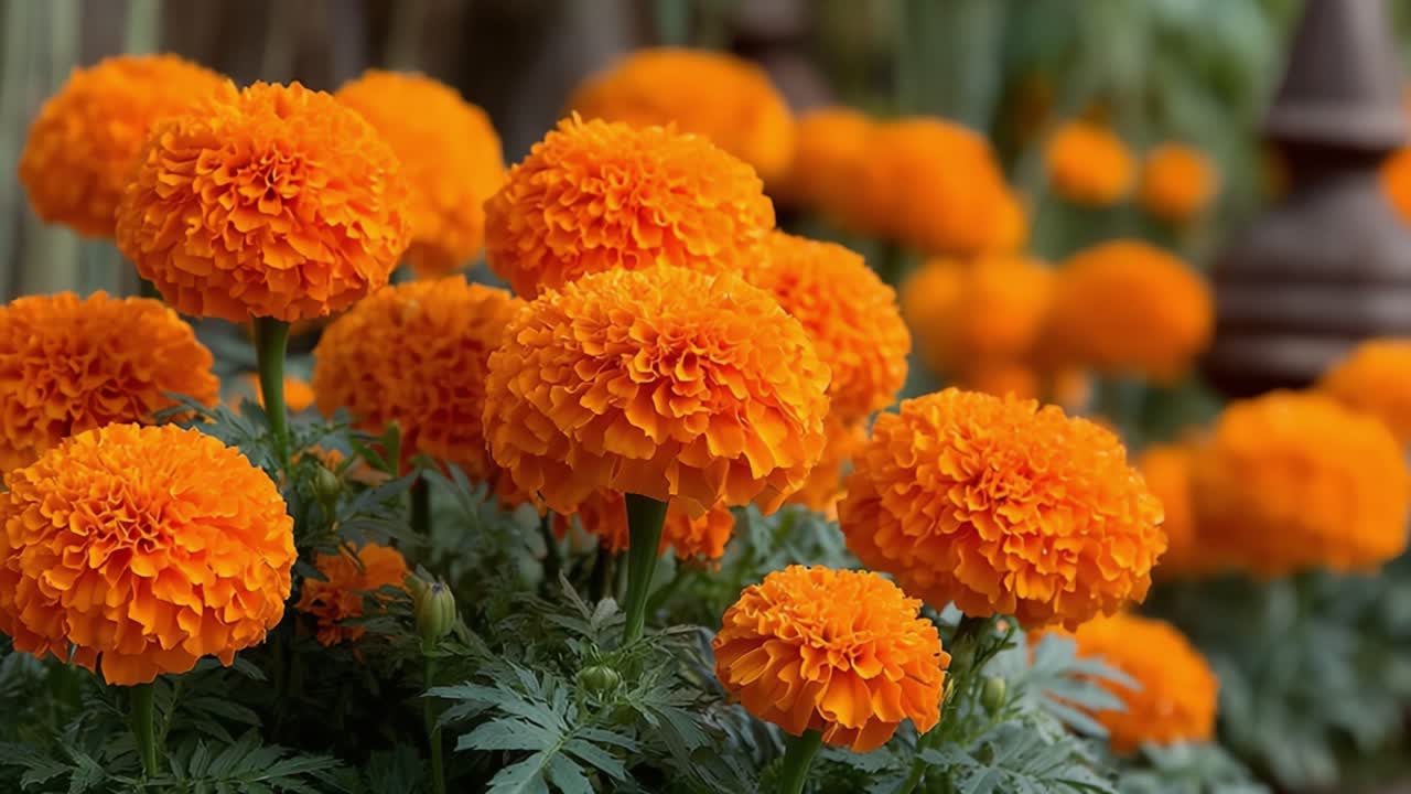 En vakker utstilling av levende oransje ringblomster i en frodig hage, som viser frem sine frodige grønne blader og rike teksturer under mykt naturlig lys.