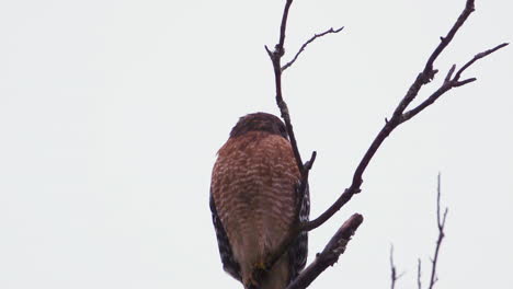 Red-shouldered-hawk-perched-on-a-large,-barren-branch-in-the-pouring-rain