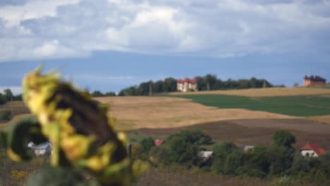 el campo de girasoles, el girasoles en primer plano