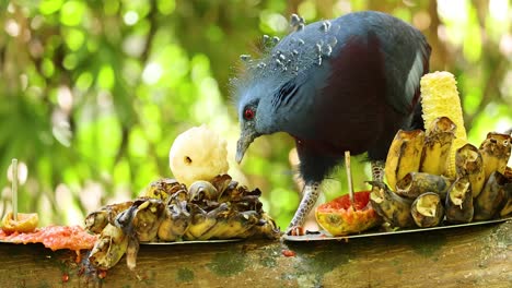 blue-crowned pigeon feeding on fruit and corn