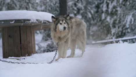 older furry sled dog howls at kennel while waiting to pull sled, slow motion