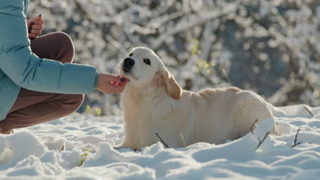 the owner strokes a golden retriever, walking together in a winter park on a clear sunny day