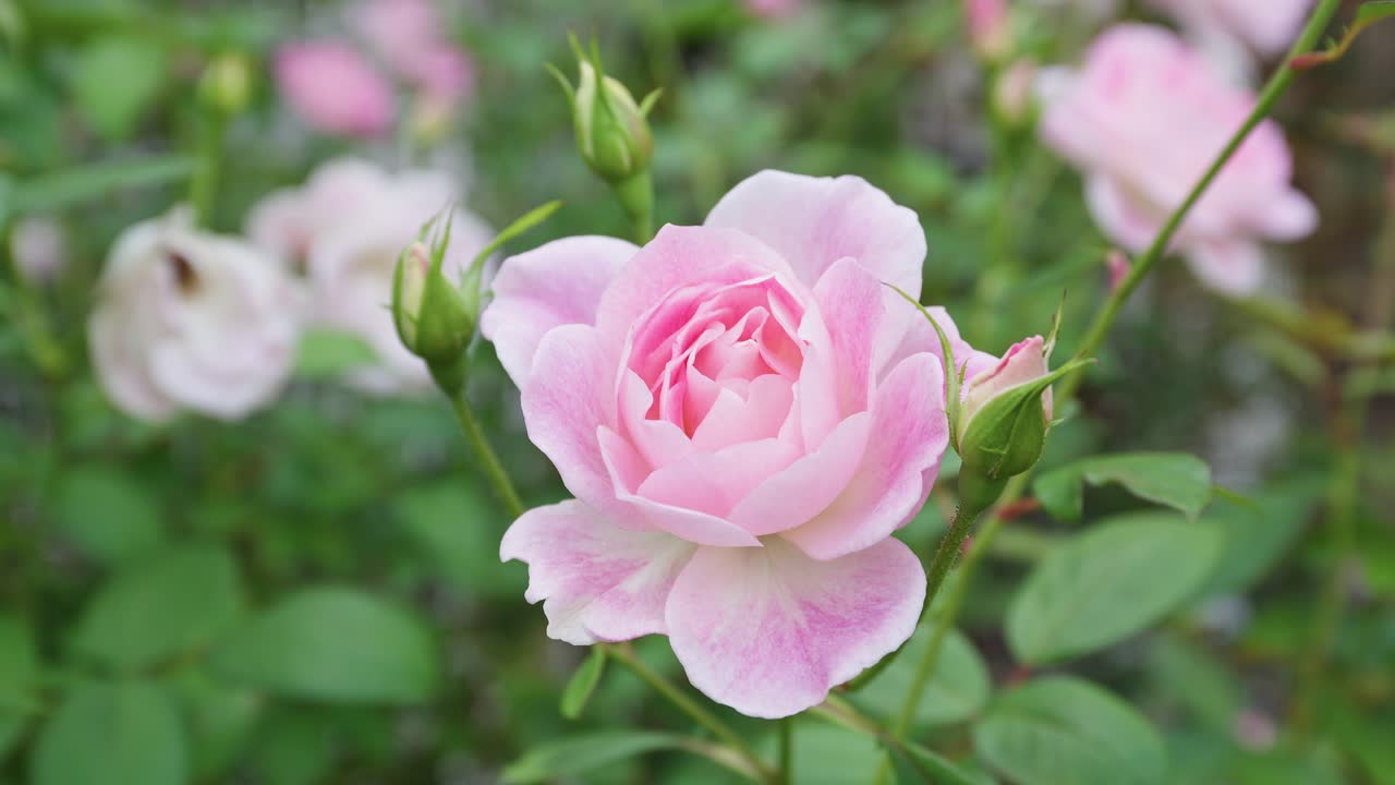 庭で芽や緑の葉に囲まれた、昔ながらの形をした柔らかいピンクのバラ