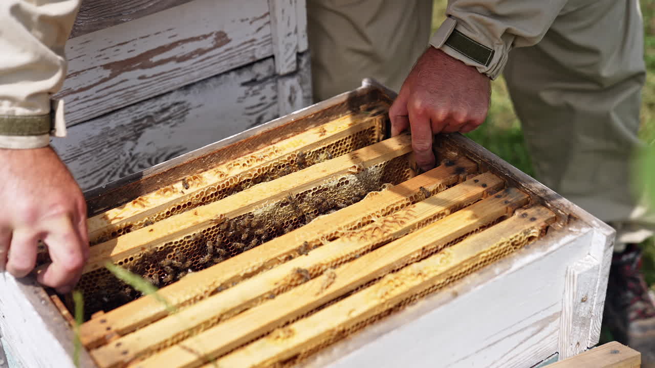 Wooden hive with bee frames. Apiarist extracts honey frame from hive with many bees crawling and working on it. Close-up.