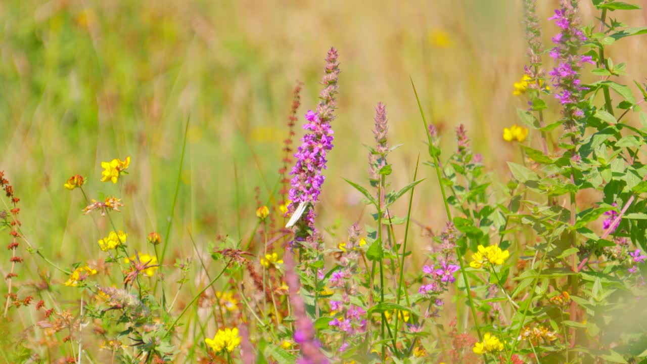 Butterfly Hanging on Purple Wild Flower in Grass Meadow Field with Different Types of Plants in Natural Environment