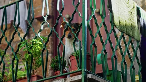 Hund-Sitzt-Hinter-Dem-Zaun-Des-Hausbalkons-In-Pitigliano,-Italien