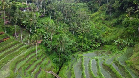 drone shot fly over rice terrace and tropical forest