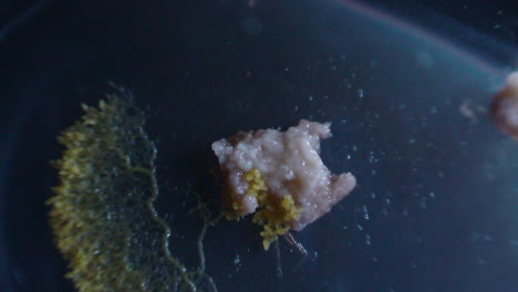 physarum enviando ondas de limo en busca de nutrientes