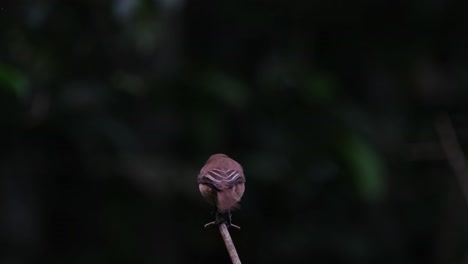 seen from behind wagging its tail, facing to the left and flies away to capture its prey, brown shrike lanius cristatus, philippines