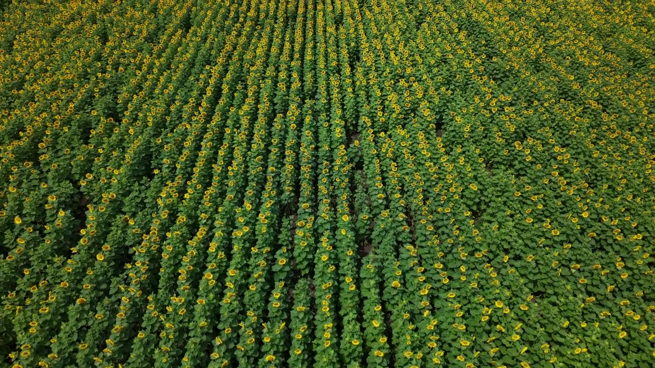 Denne højvinkel droneoptagelse viser en stor solsikkemark med levende gule blomster arrangeret i perfekte parallelle landbrugsrækker.
