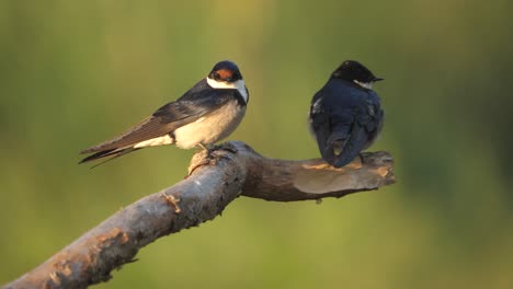 two white throated swallows perch on branch with soft focus green background