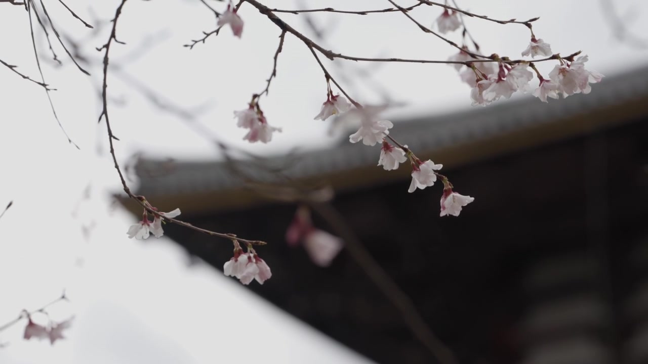 Ramo di ciliegio sakura in primo piano con tetto di tempio giapponese sfocato sullo sfondo