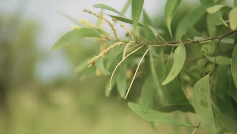 自然的草原草地 慢慢地被風吹動