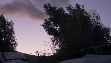 Olive-trees-sway-above-tents-Moria-Refugee-camp-Dusk