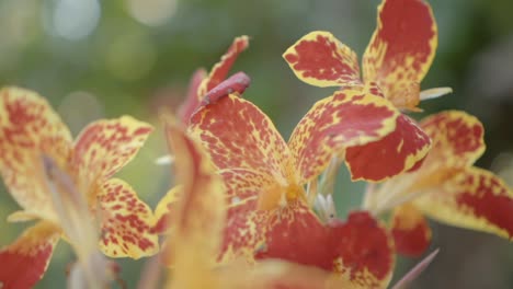 Una-Impresionante-Variedad-De-Flores-De-Orquídeas,-Que-Muestra-La-Belleza-De-La-Diversidad-De-La-Naturaleza