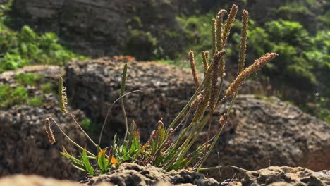 kleurrijke zeebloemen in de zomer