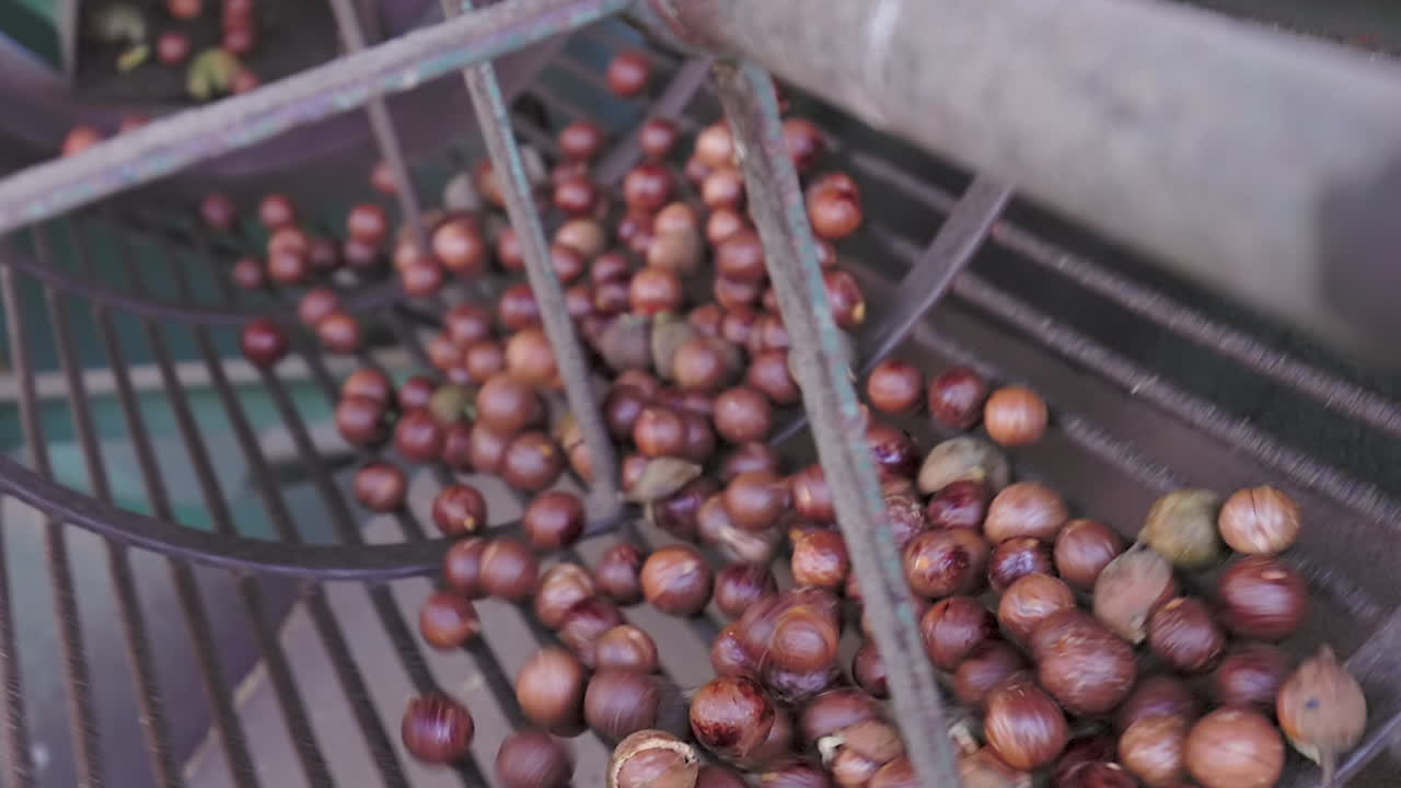 Close up Macadamia nuts spin in rolling tumbler to remove shell husk