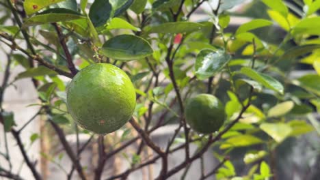 Green-Lemon-on-lemon-tree,-Close-up-shot-of-fresh-lemon-on-tree-with-water-dripping-from-it