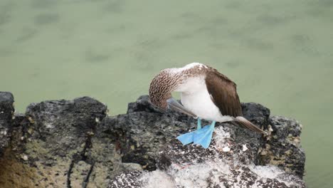 Piqueros-De-Patas-Azules-Pararse-Sobre-Una-Roca-En-Las-Islas-Galápagos