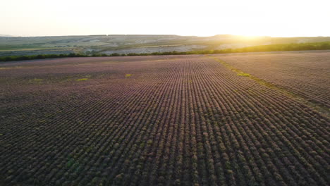 vista aérea de un campo de lavanda al atardecer