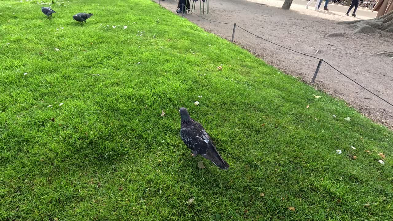 정원에서 풀 위를 고 있는 비둘기