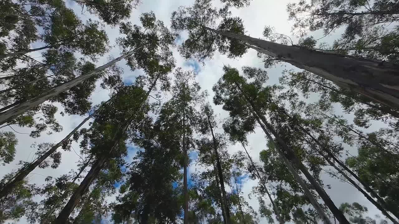 bosque giratorio en el paisaje rural en el paisaje rural