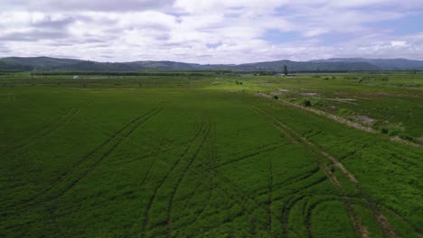 Scenery-Of-Farm-Field-Of-Green-Plants-Of-Mint-In-Oregon,-United-States-Of-America