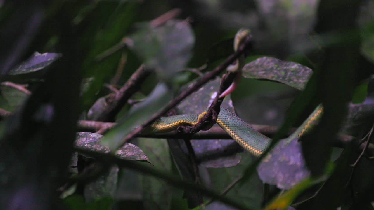 Slithering Green Jararaca Pit Viper poisonous snake in tropical South American rainforest jungle